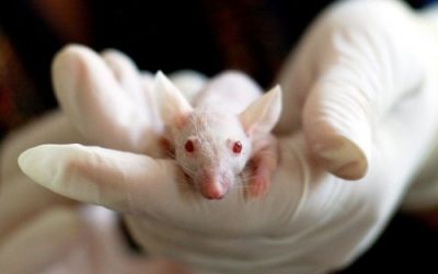 New AIMS-2-TRIALS research on social behaviour in the mouse and what it can tell us about autism